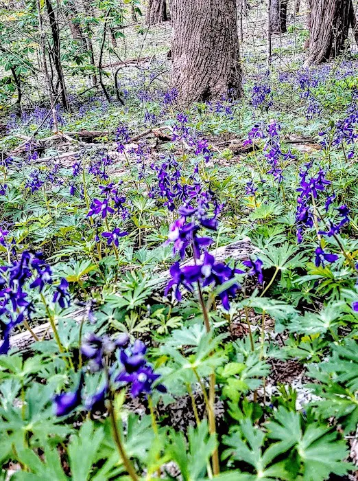 Cabin Flats Trail 6