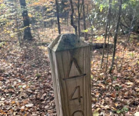 Backcountry Campsite #49