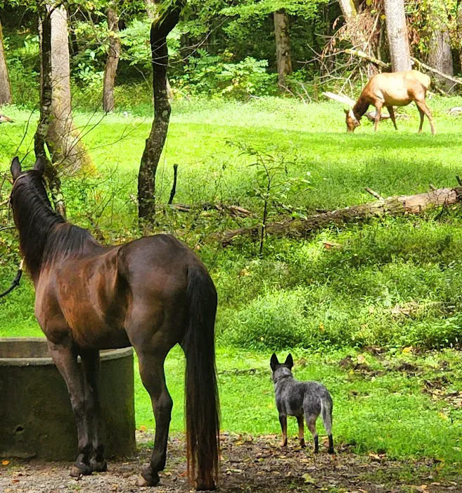 Cataloochee Horse Camp 8