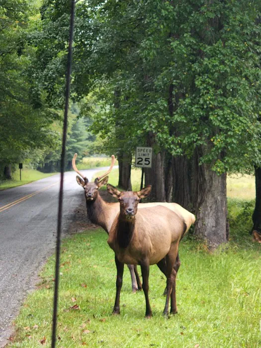 Cataloochee Horse Camp 6