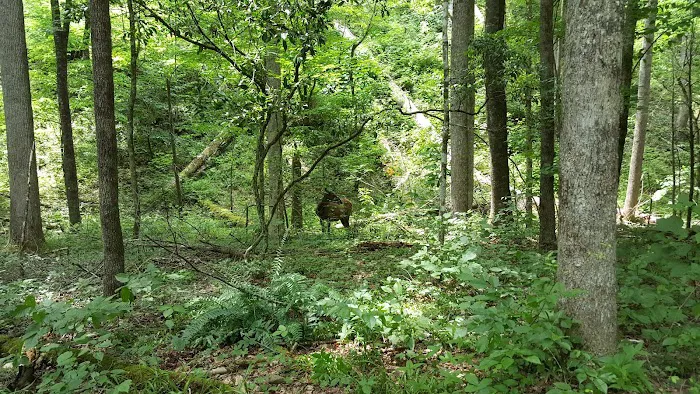 Cataloochee Horse Camp 4