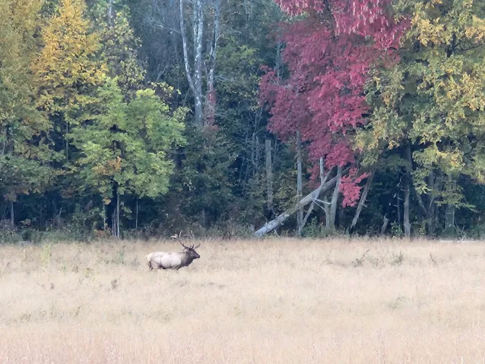 Cataloochee Campground 4
