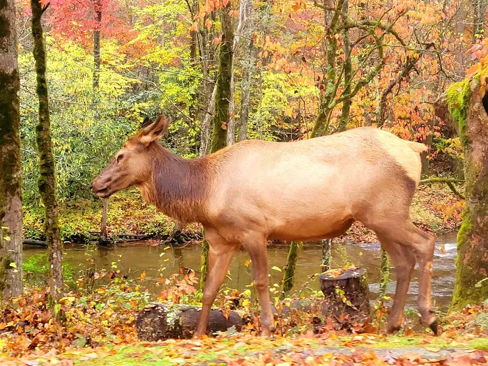 Cataloochee Campground 6
