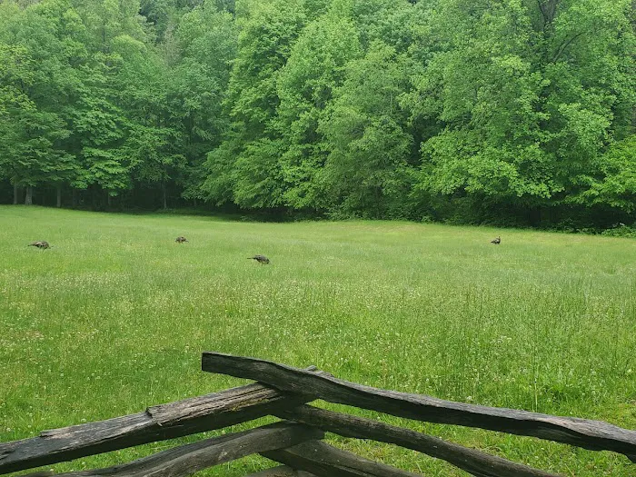 Cataloochee Campground 7