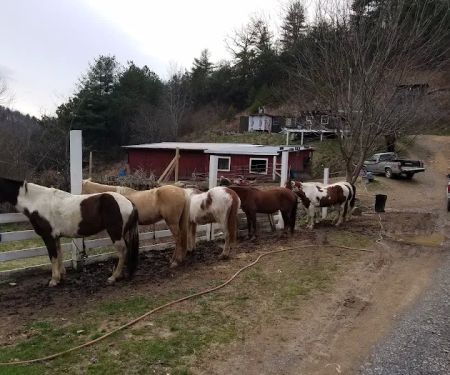 Backcountry Campsite #44