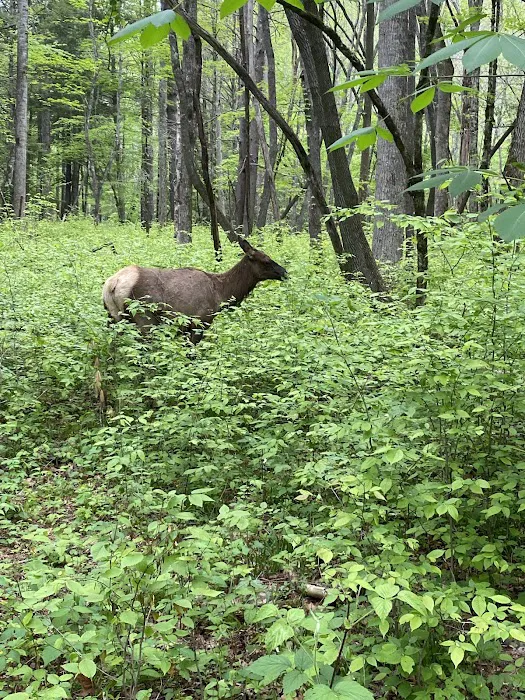 Cataloochee Group Campground 7