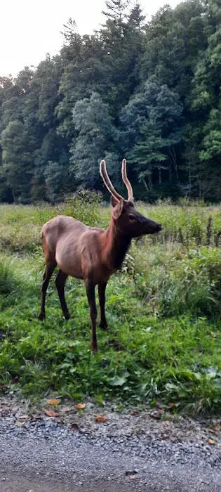 Cataloochee Group Campground 4