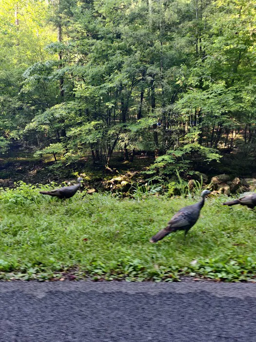Elkmont Campground 10