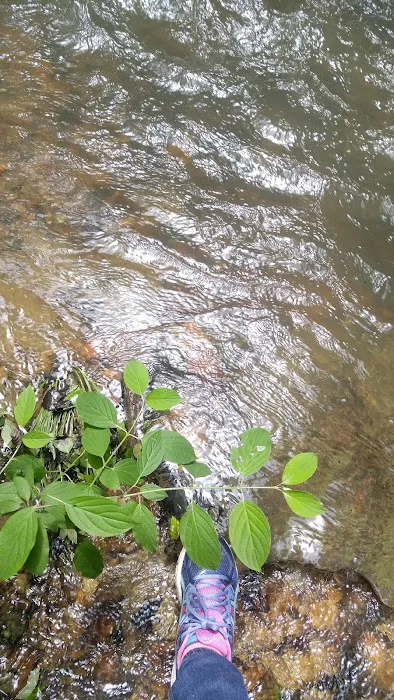 Ldma Vein Mountain, NC 6
