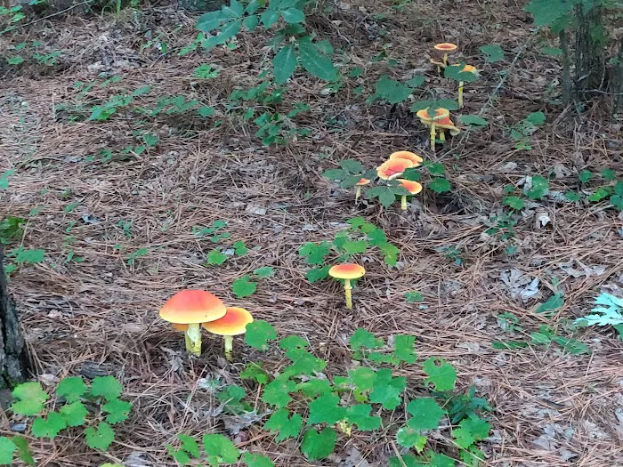 Badin Lake Campground 9