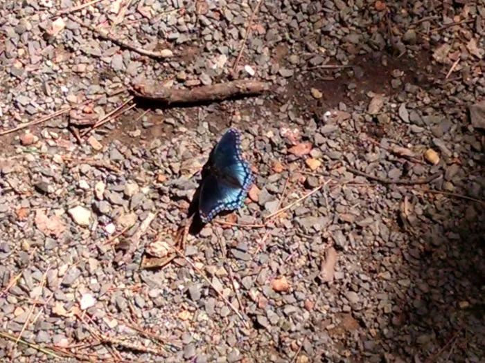 West Morris Mountain Campground 1