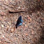 West Morris Mountain Campground