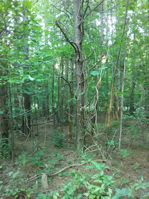 West Morris Mountain Campground 10