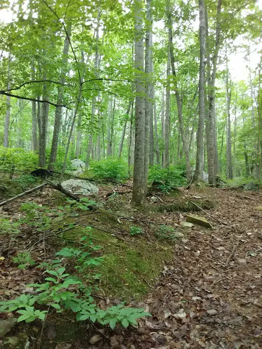 East Morris Mountain Campground 3