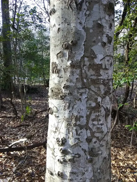 East Morris Mountain Campground 1