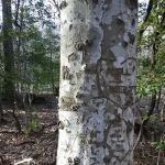 East Morris Mountain Campground