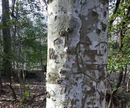 East Morris Mountain Campground