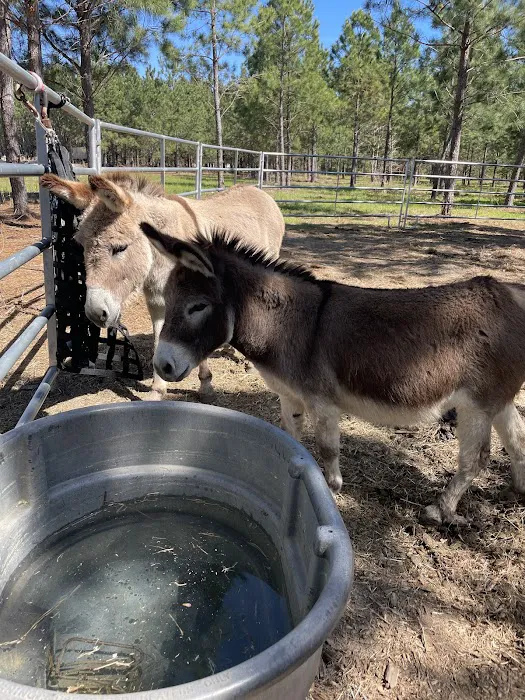 Idlewild Farm Stays 5