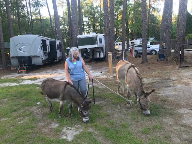 Daily Walk Stables CAMPGROUND 5