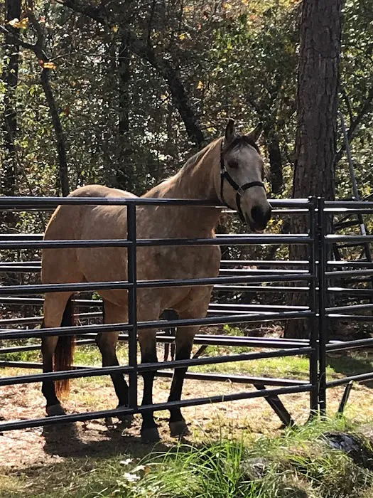 Daily Walk Stables CAMPGROUND 4