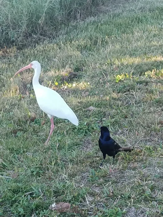 Golden Wings 1