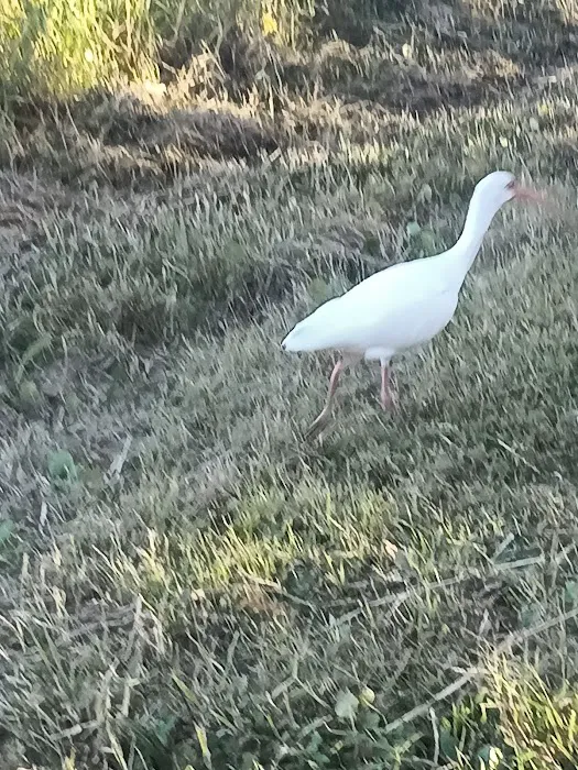 Golden Wings 8