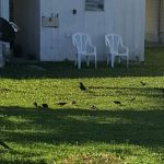 Midway Am-Can Homeowners Inc