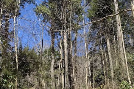 Backcountry Campsite #31