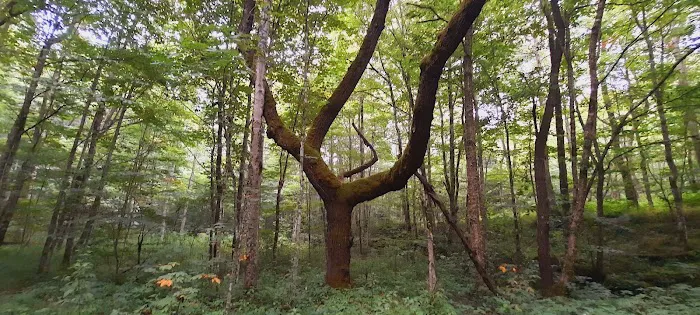 Little Cataloochee Trailhead 7