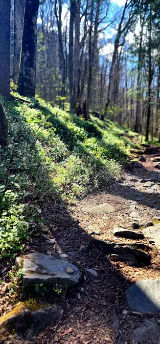 Porters Creek Trailhead Campground 3
