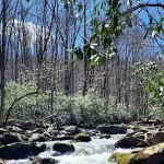 Porters Creek Trailhead Campground