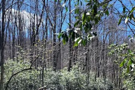 Porters Creek Trailhead Campground