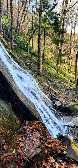 Porters Creek Trailhead Campground 4