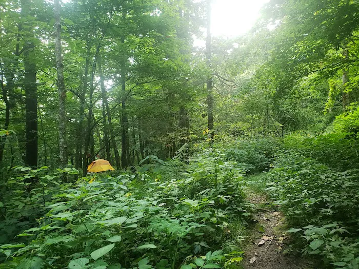Backcountry Campsite #29 2