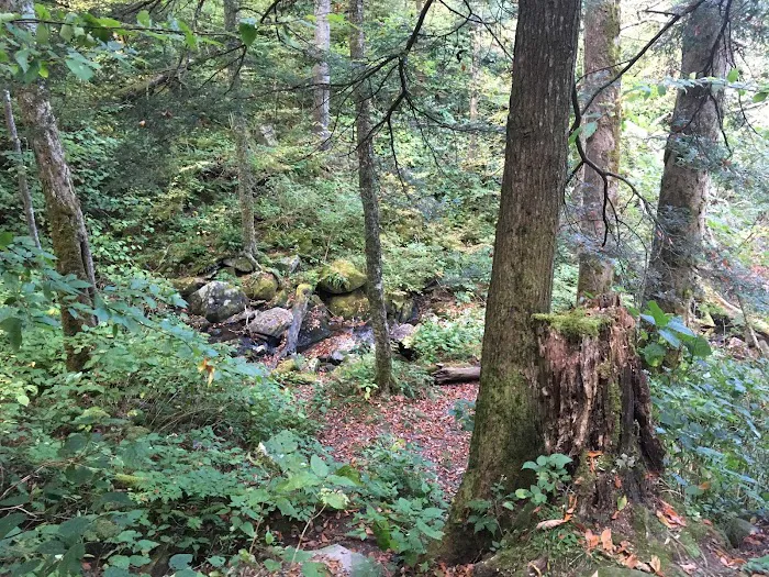 Backcountry Campsite #29 8