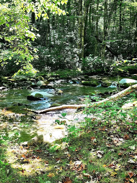Backcountry Campsite #36 9