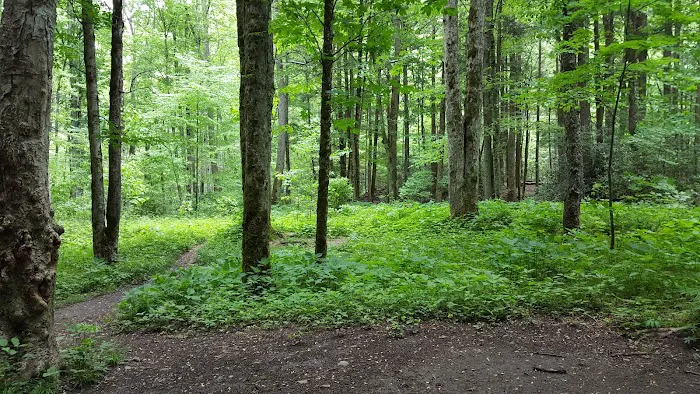 Lower Walnut Bottom Campsite 37 4