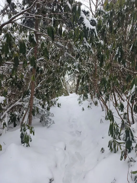 Cosby Knob Shelter 9