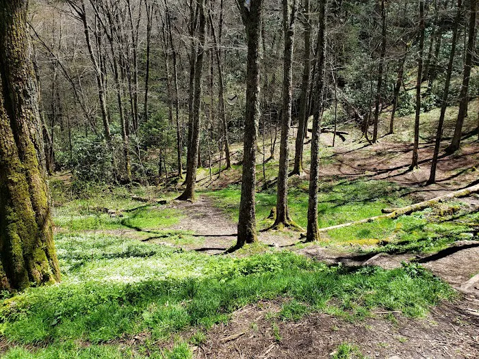 Cosby Knob Shelter 8