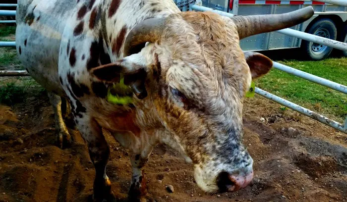 Tough Enough Rodeo and Campground 5