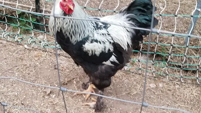 FARM NANNY 6