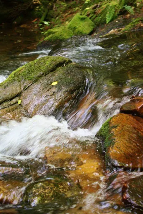 Paddy's Creek Campground 5