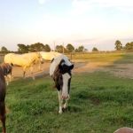 Southern Comfort Air Ranch