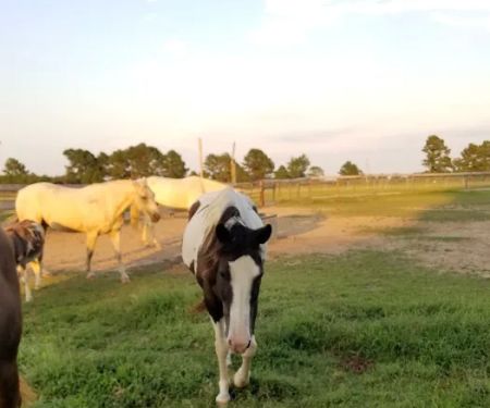 Southern Comfort Air Ranch