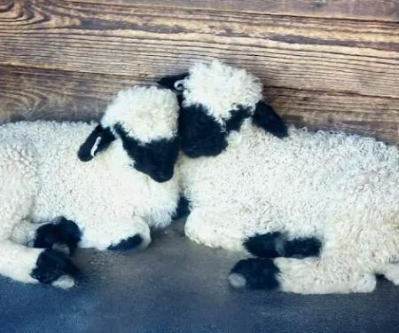 Valais Dream Ranch & Retreat