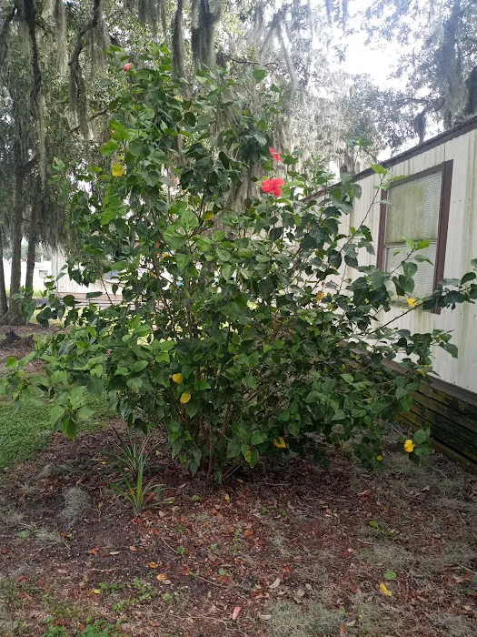 Lone Oaks Mobile Home Park 1