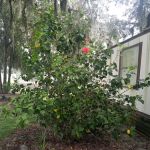Lone Oaks Mobile Home Park