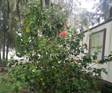 Lone Oaks Mobile Home Park