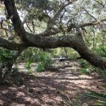 Black Bear Campsite
