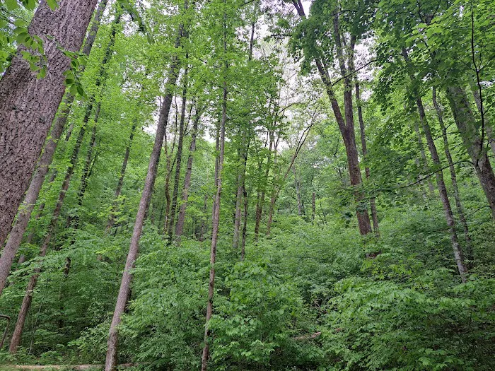 Curtis Creek Campground 4